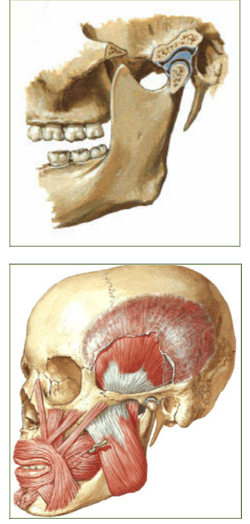 Gnatologia